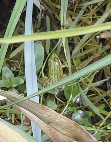 Zalioji-ezerine-varle